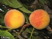 Huerta de Murcia- MELOCOTON
